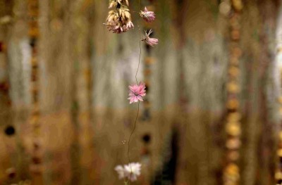 London-farbig
