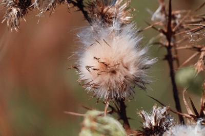 Natur